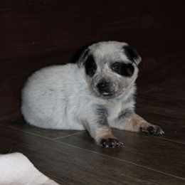 Blitz - Blue male Australian Cattle Dog puppy in Runnels County, Texas from MC Heelers & Aussies