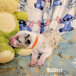 Australian Shepherd Puppies from Gordon and Sons Farms