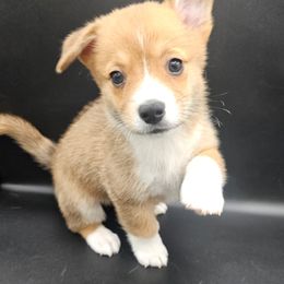 Pembroke Welsh Corgi Puppies from Cody's Corgis and Cattery