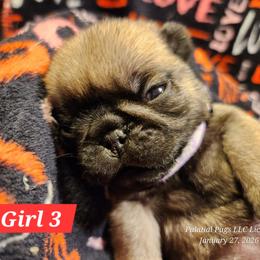 Girl 3 - Fawn female Pug puppy in Lebanon, Maine from Palatial Pugs LLC
