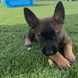 Belgian Malinois Puppies from Care 2 Protect