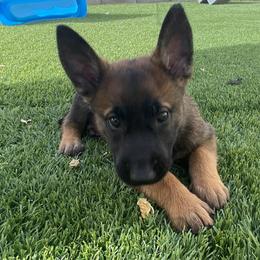 Belgian Malinois Puppies from Care 2 Protect