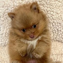 Elio - Chocolate sable male Pomeranian puppy in Bentonville, Arkansas from Hummingbird & Fox