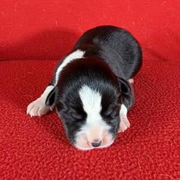The Flower Litter - Poppy - Black and tan male Pembroke Welsh Corgi puppy in Victoria, Texas from Clear Creek Corgis
