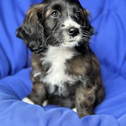 Cockapoo and Goldendoodle Puppies from Capital Doodles