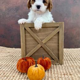Nova - Blenheim male Cavapoo puppy in Beresford, South Dakota from DAKOTA DOOD RANCH