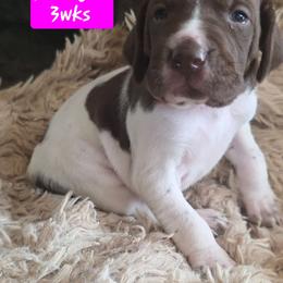 Pink girl - White and liver female German Shorthaired Pointer puppy in Dahlonega, Georgia from Pointer Mountain Bird Dogs