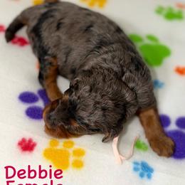 Debbie - Blue merle female Bernedoodle puppy in Beecher, Illinois from Erica’s Doodles