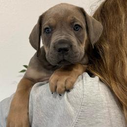 Luna (Prancer) - Gray and fawn female Cane Corso puppy in Utah from 3Lake Kennelz
