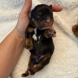 AKC Male Black and Tan 2 - Black and tan male Cavalier King Charles Spaniel puppy in Resaca, Georgia from Freeman's Royal Cavaliers