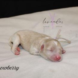 Snowberry - Cream female Cockapoo puppy in Mancelona, Michigan from Lavender poodles & doodles