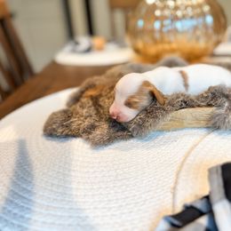 Dachshund Puppies from G&K Kennels