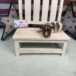 Star - Blue white and tan female Rat Terrier puppy in Cushing, Oklahoma from Northwoods Rat Terriers