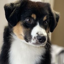 Ellie - Miniature American Shepherd