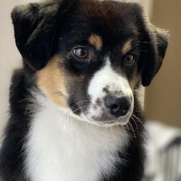 Ellie - Miniature American Shepherd
