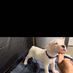 Girl 1 - White Dogo Argentino puppy in California from First-Class Lineage