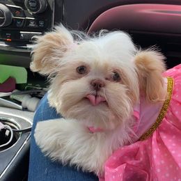 Cali - Shih Tzu