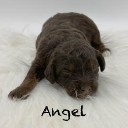 Angel - Phantom female Poodle puppy in Wheatland, California from Sapphire Ridge Poodles