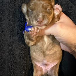 DO NOT FILL OUT APPLICATION UNLESS SERIOUS - Brindle male Dachshund puppy in Wisconsin from Sabe and Shabe’s Doxies