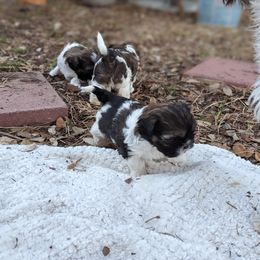 Shih Tzu Puppies from We Shih Tzu Not!