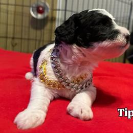 Ti - Black male Goldendoodle puppy in Cordova, Tennessee from TrueLine kennels