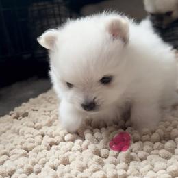 Pomeranian Puppies from Cream Puffs Pomeranians