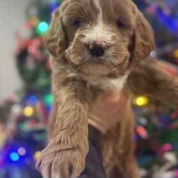 Mr. Red Collar - Apricot male Goldendoodle puppy in Annandale, Minnesota from Pleasant Lake Doodles