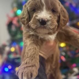 Mr. Red Collar - Apricot male Goldendoodle puppy in Annandale, Minnesota from Pleasant Lake Doodles