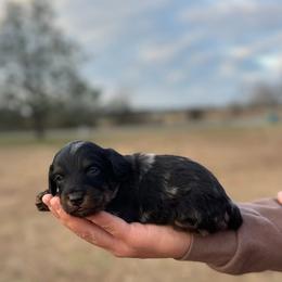 Red collar - Blue merle male Aussiedoodle puppy in Fairmount, Georgia from Muscadine Meadows Farm
