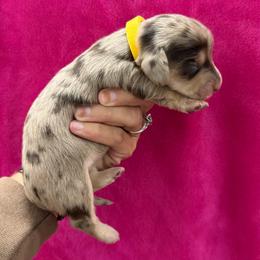 Birdie - Dapple female Dachshund puppy in Lincoln, Arkansas from Red Dirt Dachshunds