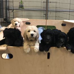 Goldendoodle and Poodle Puppies from Breedadoodle