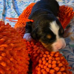Orange - Black rust and white male Bernese Mountain Dog puppy in Auburn, Washington from MSM Bernese Mountain Dogs