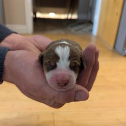 Rolo - Brown white and tan male Beagle puppy in Gunnison, Utah from Desert Sage Beagles