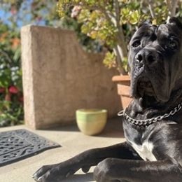 Cane Corso from Lisa Day's Cane Corso