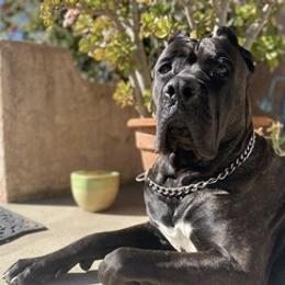 Cane Corso from Lisa Day's Cane Corso