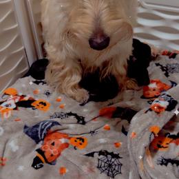 Trudy - Black brindle female Scottish Terrier puppy in Mancelona, Michigan from Stefany Farm of Happiness