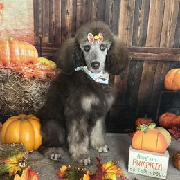Poodles from Jades Jewels Poodles