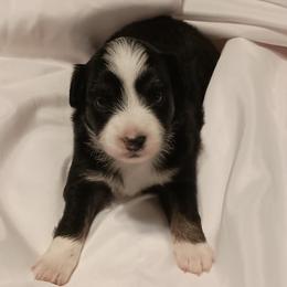 Mary - Black tri female Toy Australian Shepherd puppy in Fort White, Florida from Triple-s-kennel