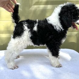 Poodle Puppies from Solara Kennels