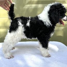 Poodle Puppies from Solara Kennels