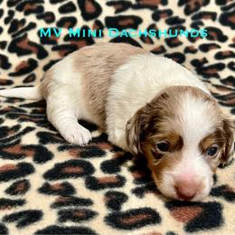 Sandy - Dapple female Dachshund puppy in Carlsbad, Texas from MV Mini Dachshunds