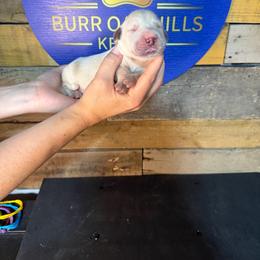 Third Pick - Light golden male Golden Retriever puppy in Kimberly, Idaho from Burr Oak Hills Kennel