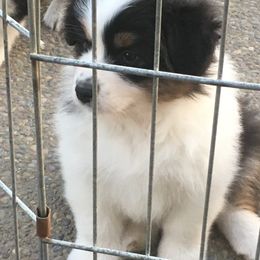 Australian Shepherd Puppies from Woodhaven Aussies
