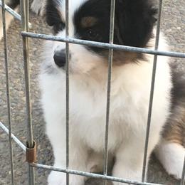 Australian Shepherd Puppies from Woodhaven Aussies