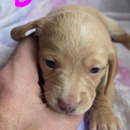 Cream pie - Cream female Dachshund puppy in Crab Orchard, Kentucky from Lucy’s legacy dachshunds