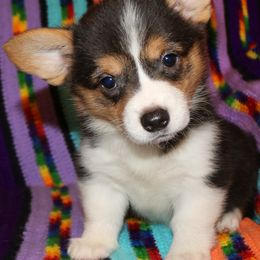 Pembroke Welsh Corgi Puppies from Wild West Corgis of Texas
