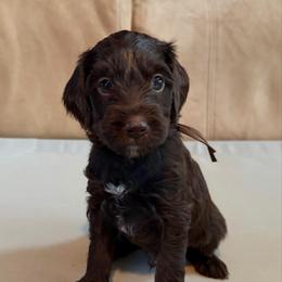 Brown Boy - Chocolate male Australian Labradoodle puppy in West Union, South Carolina from Golden Corner Labradoodles, LLC