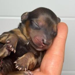 Mocha - Red male Dachshund puppy in Homestead, Florida from Redland Dachshund Grove