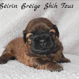 AKC Red Male - Red male Shih Tzu puppy in Las Vegas, Nevada from Beirin Breige Shih Tzus