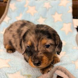 Flash - Dapple male Dachshund puppy in Richwood, West Virginia from Wild and Wonderful Wieners